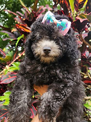 Canil Edy Sheybux
Poodle
Poodles
poodle toy
poodle anão
poodle anão red
filhotes poodle
filhotes de poodle toy
filhotes poodle toy
filhotes de poodle anão
comprar poodle toy
venda poodle toy
filhotes poodle miniatura
poodle toy à venda
filhotes de cachorros poodle
poodle mini toy
poodle micro toy
poodle toy pequeno
poodle anão toy
poodle toy red
poodle toy abricot
poodle toy brasil
canil poodle toy
comprar poodle anão brasil
filhotes poodle toy entrega brasil