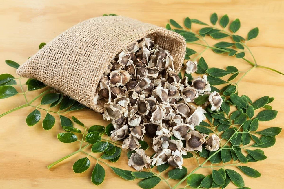 Moringa oleifera seeds 100