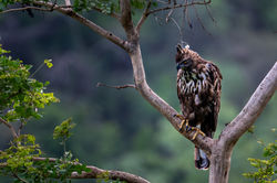 Amrabad Tiger Reserve