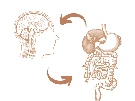 The Gut-Brain Connection
