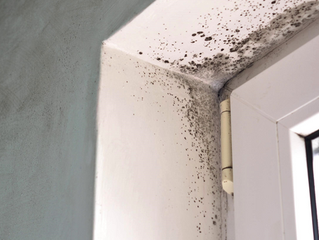 Unmasking Mold Toxicity: A Holistic Approach to Mycotoxin Illness
