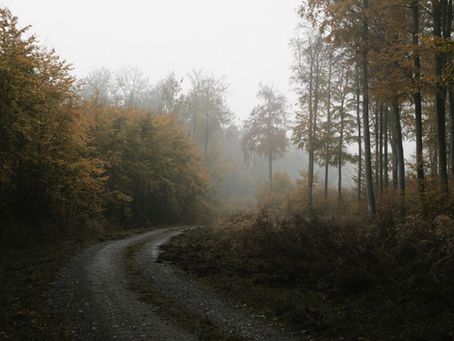 Mold, Mycotoxins & Fall Wellness: Protecting Your Health as the Weather Turns Damp