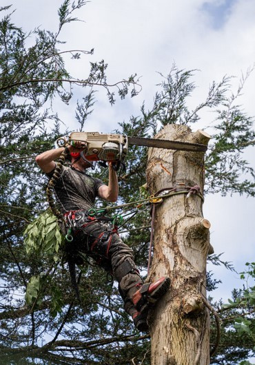 Arborist-1 370x620.jpg