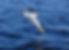 GannetDivingForFish 842x610.jpg