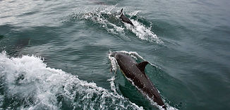island-cruises-8.jpg