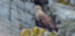 Golden Eagle 1920x922.jpg