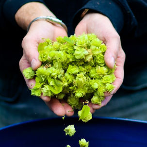 Beer Tasting Guide: Hoppy Versus Bitter