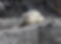 Wildlife3 - Seal 842x610.jpg