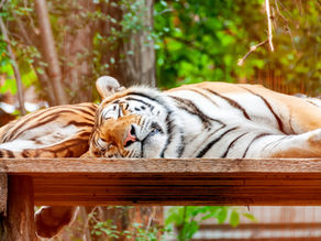 Energie Tygra - pod lupou