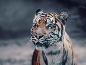 Tak ho tu máme ..... Tygra