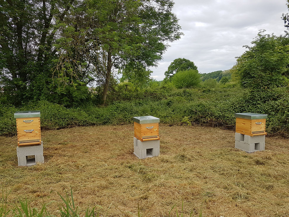 Section Apiculture : formation théorique