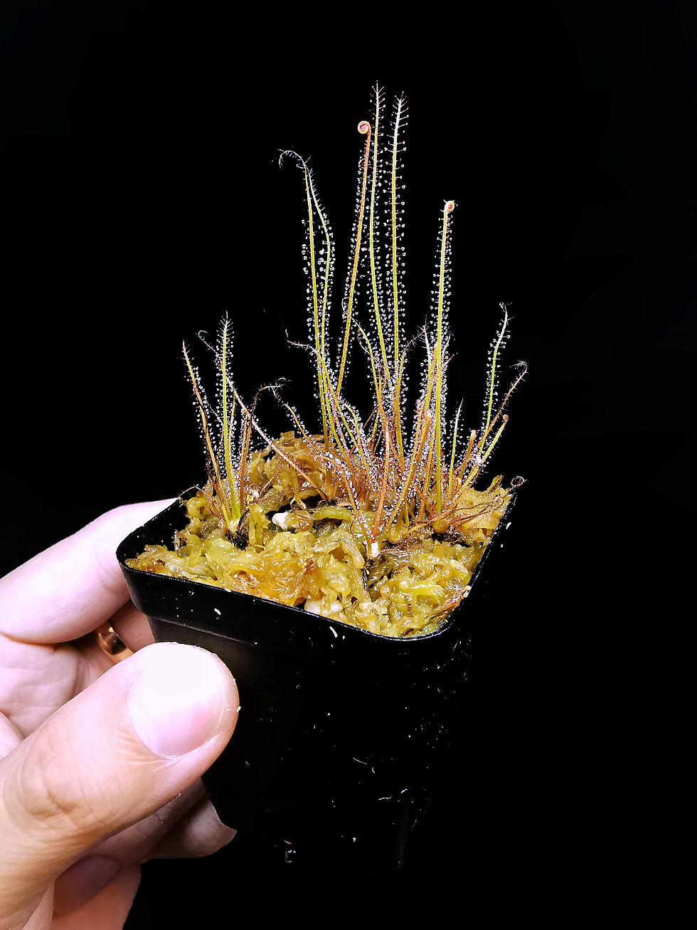 Thumbnail: D.filiformis var 'floridana'