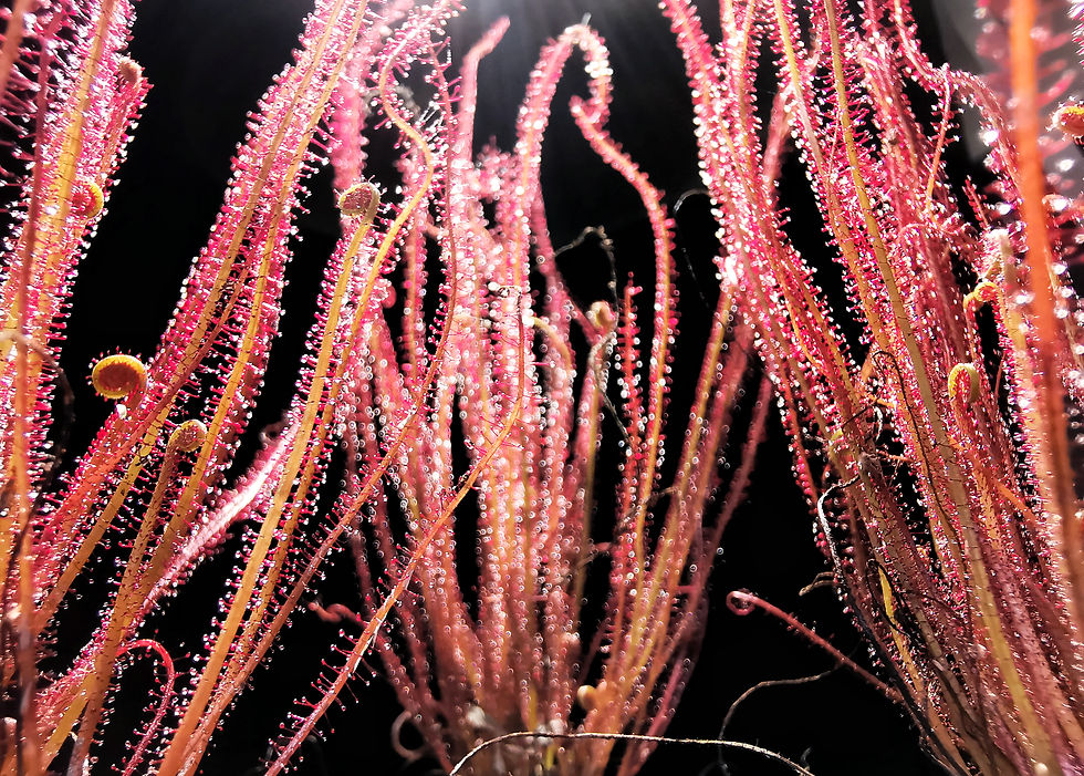 Thumbnail: D.filiformis var 'floridana'