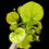 Thumbnail: Sarracenia flava