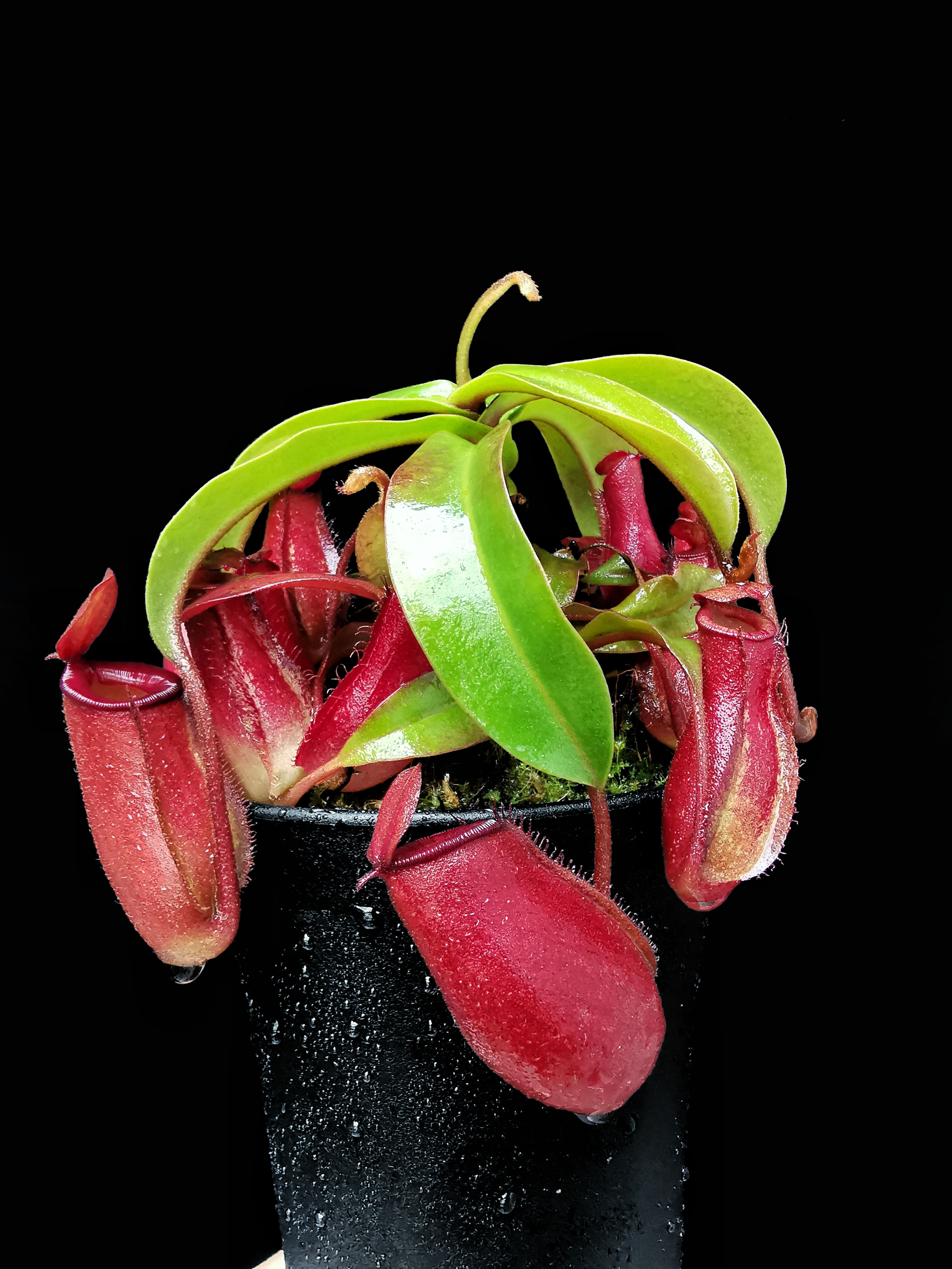 N.x'bloody mary'