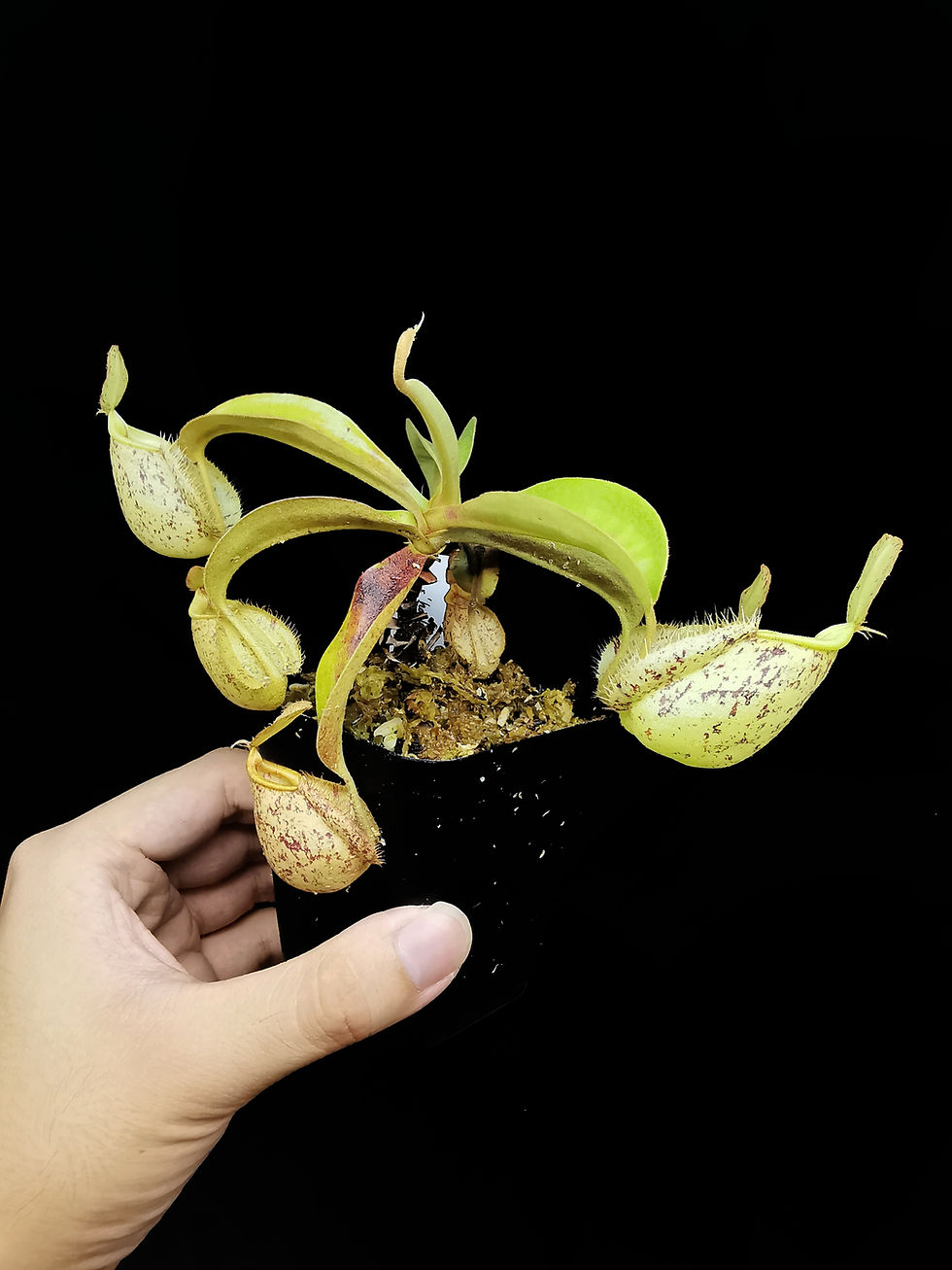 Thumbnail: N.x'hookeriana'