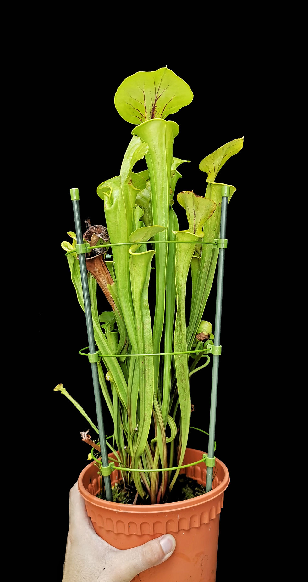 Thumbnail: Sarracenia flava