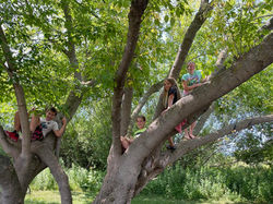 "MOM" Tree
