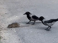 Már a varjak is hatékonyabbak a patkányírtásban Pikónál 