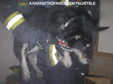 Elpusztult egy kutyus az Üllői úti lakástűzben