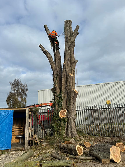 DC Tree Services