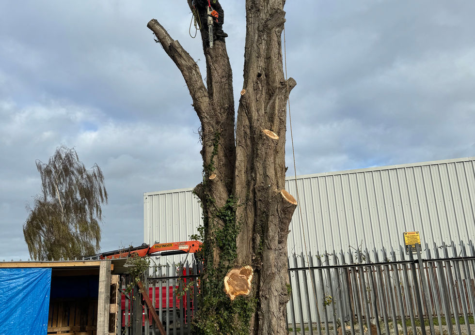 DC Tree Services