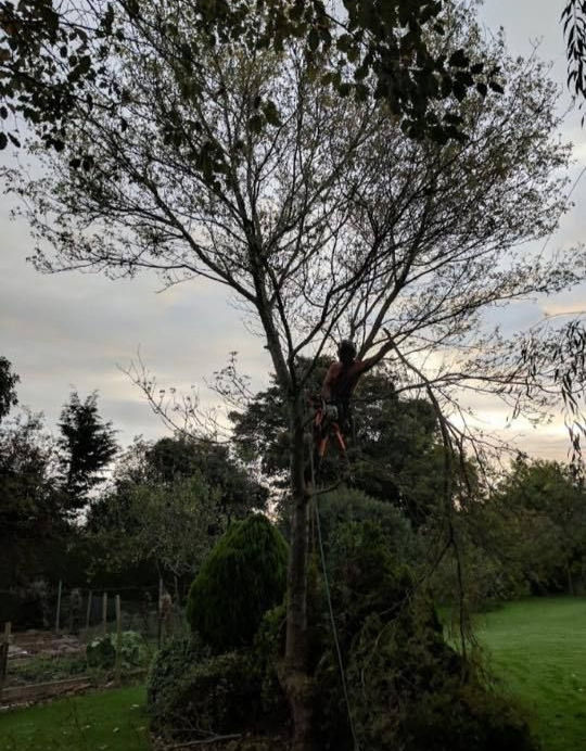 DC Tree Services