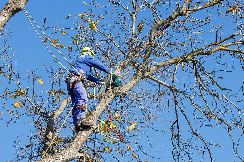 Topcare Tree and Landscaping Services