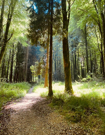 Present-Tree-Therapy