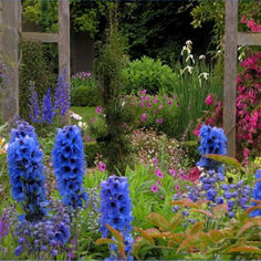 Patrick Barton Garden Services 