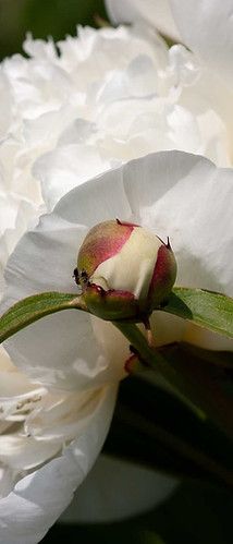 Beech Park Psychotherapy & Counselling