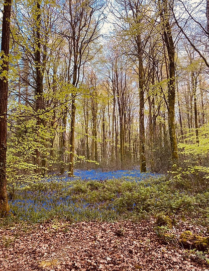 Present-Tree-Therapy