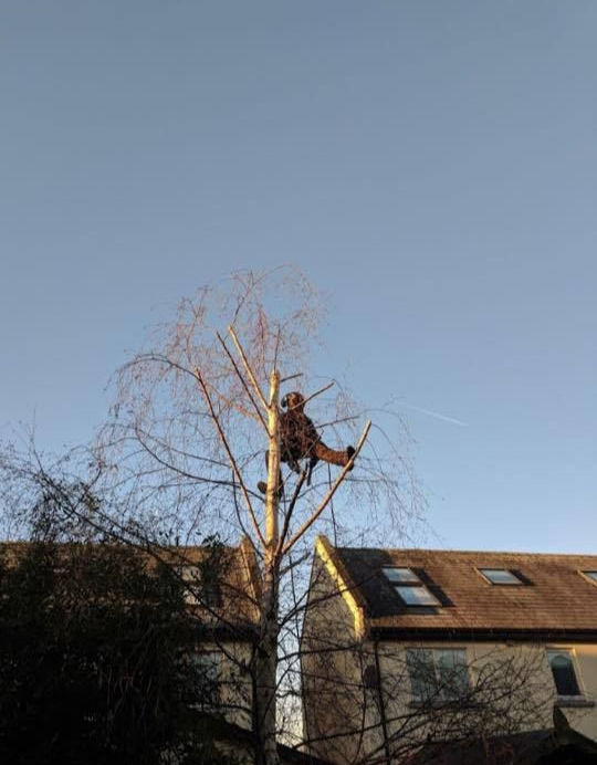 DC Tree Services