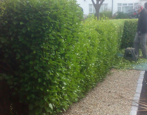 Patrick Barton Garden Services