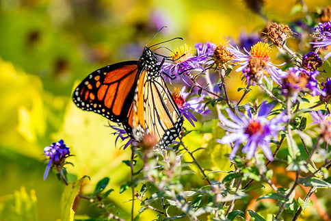 Beech Park Counselling & Psychotherapy