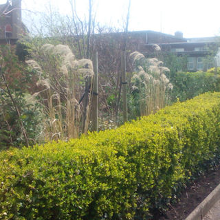 Patrick Barton Garden Services 