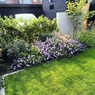 bushes with flowers