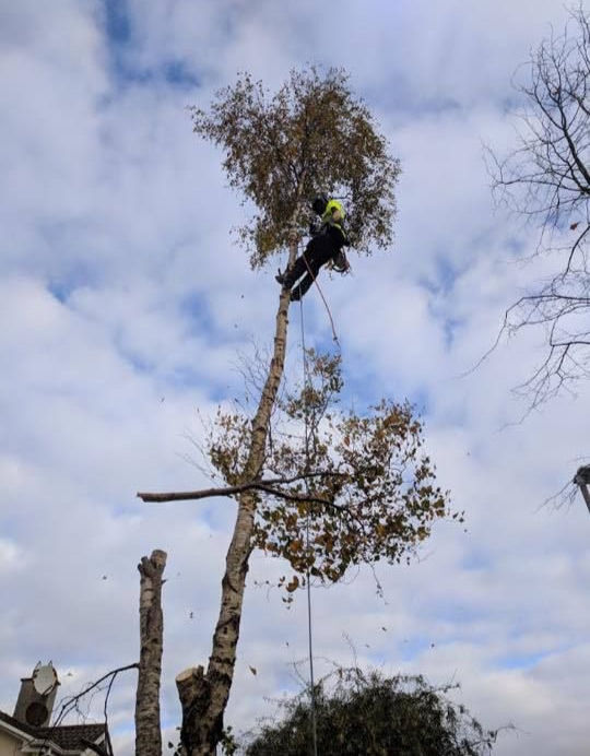 DC Tree Services
