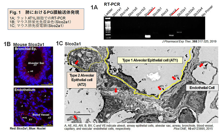 肺PG膜輸送体研究 Fig.1