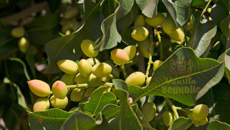 Produse din Fistic 100% Naturale: De ce Conteaza Sursa