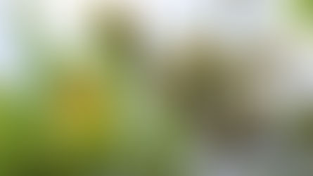 Beneficii consum fistic: Puterea nutritionala a fisticului