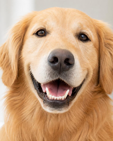 dog.png