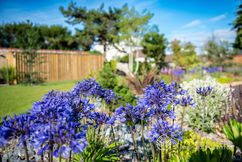 AGAPANTHE (Agapanthus) Bleu de collection