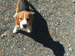 A Wednesday Wanderer No More