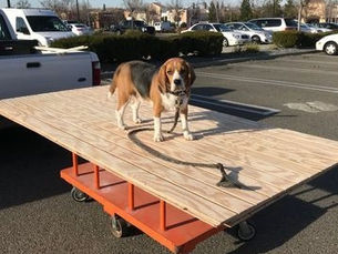 Home Depot Dog - His Chariot Awaits