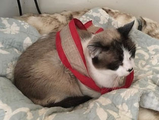 The Snowshoe - Ribbon of Honor