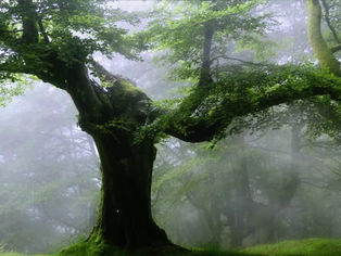 The Day the Rains Came Down