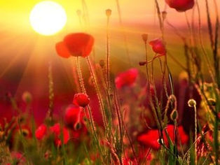 Let Not Your Heart Be Troubled