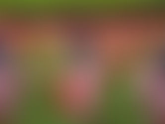 The Bands and the Beeb