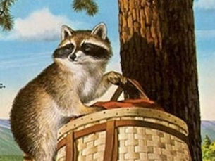 Mid-August 2014 - Rocky Raccoon, Jr.